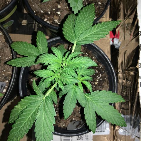 Unknown strain growlog photo: END OF DAY!
