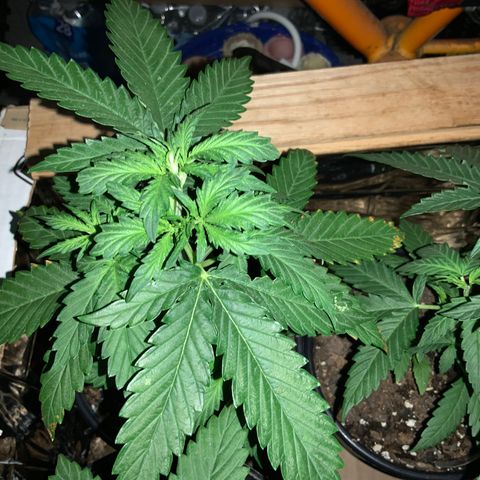 Unknown strain growlog photo: END OF DAY!
