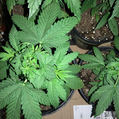 Unknown strain growlog photo: END OF DAY!
