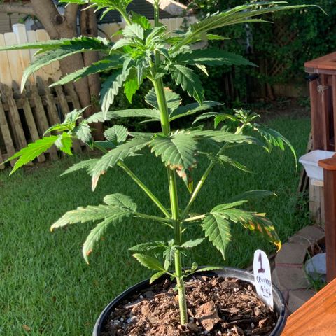 Unknown strain growlog photo: TRANSPLANT DAY!!!