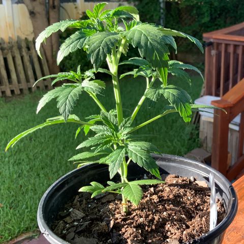 Unknown strain growlog photo: TRANSPLANT DAY!!!