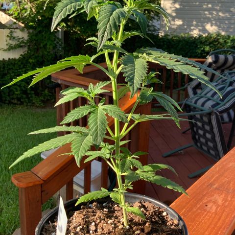 Unknown strain growlog photo: TRANSPLANT DAY!!!