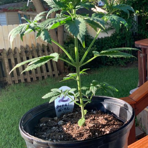 Unknown strain growlog photo: TRANSPLANT DAY!!!