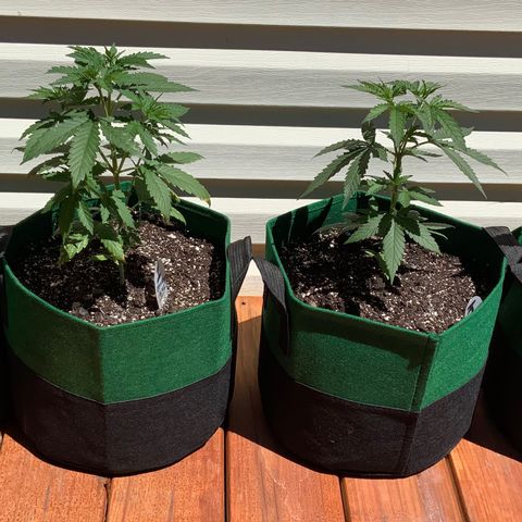 Unknown strain growlog timeline photo