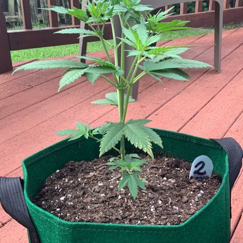 Unknown strain growlog photo: Yesterday I topped every new mid-stem grow, to split the stem into two.  Growing really fast, after feeding a couple of days ago.   Notice the slight yellowing of new growth.  Nitrogen working!