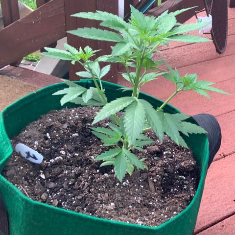 Unknown strain growlog photo: Yesterday I topped every new mid-stem grow, to split the stem into two.  Growing really fast, after feeding a couple of days ago.   Notice the slight yellowing of new growth.  Nitrogen working!