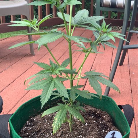 Unknown strain growlog photo: Yesterday I topped every new mid-stem grow, to split the stem into two.  Growing really fast, after feeding a couple of days ago.   Notice the slight yellowing of new growth.  Nitrogen working!