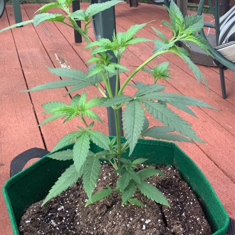 Unknown strain growlog photo: Yesterday I topped every new mid-stem grow, to split the stem into two.  Growing really fast, after feeding a couple of days ago.   Notice the slight yellowing of new growth.  Nitrogen working!