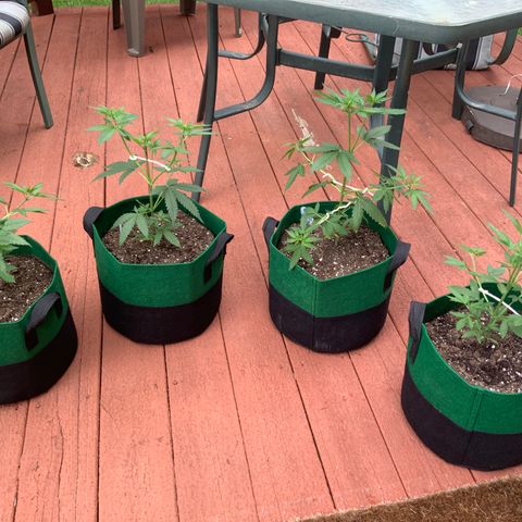 Unknown strain growlog photo: Okay, today is TRAINING DAY!  I used pipe cleaners to bend and twist my branches to increase the sunshine deep inside.  I’ve topped just about all the mid-stem growth, to increase production…