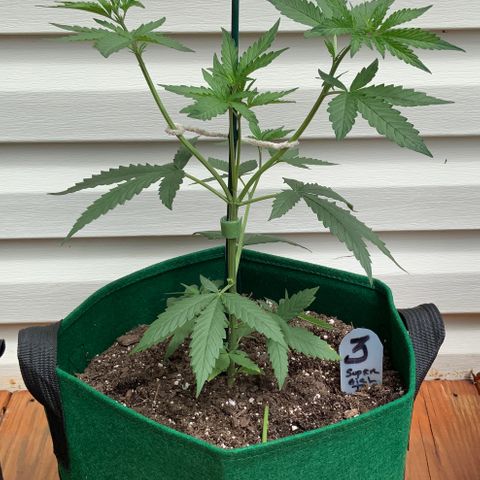 Unknown strain growlog timeline photo