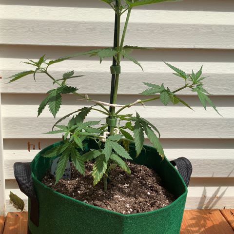 Unknown strain growlog timeline photo