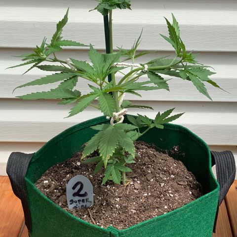 Unknown strain growlog timeline photo