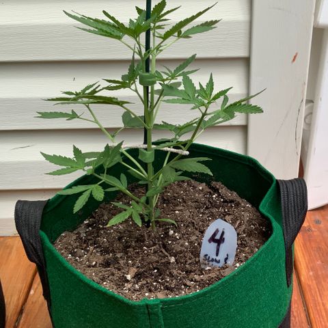 Unknown strain growlog timeline photo