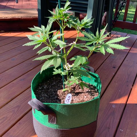 Unknown strain growlog timeline photo