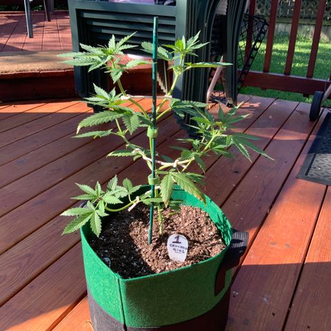 Unknown strain growlog timeline photo