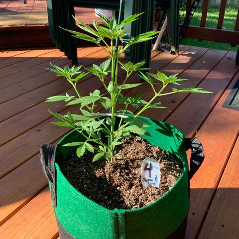 Unknown strain growlog timeline photo