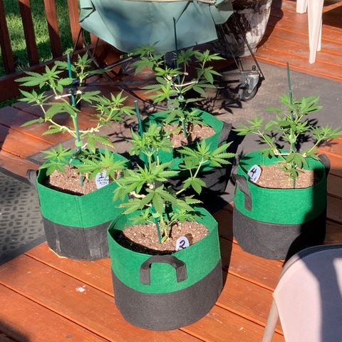 Unknown strain growlog timeline photo