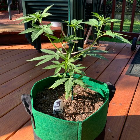 Unknown strain growlog timeline photo