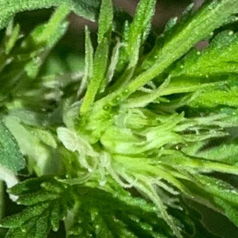 Unknown strain growlog timeline photo