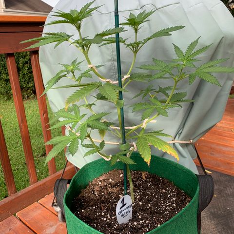 Unknown strain growlog timeline photo