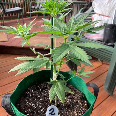 Unknown strain growlog timeline photo