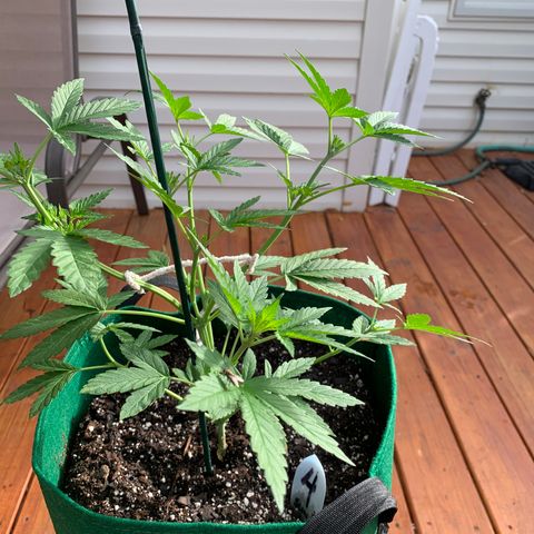 Unknown strain growlog timeline photo