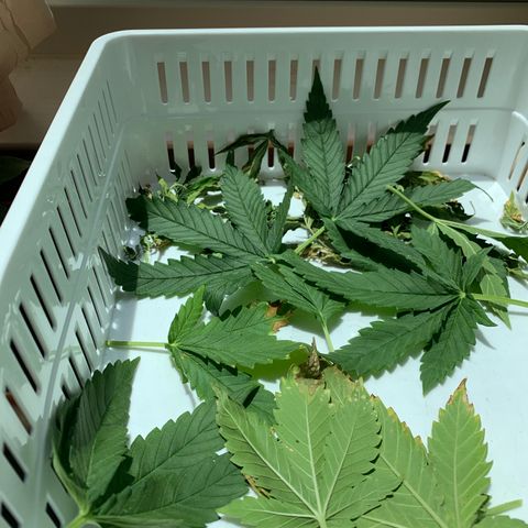 Unknown strain growlog photo: TRIMMING!   I just trimmed a bunch of useless leafs, from the lower part of the plants.  I hope I didn’t screwup.  They’re growing quickly, and I can’t afford to loose time.  Living on the east coast, makes timing difficult.