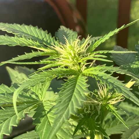 Unknown strain growlog photo: 1st pics in a couple of days.   Budding is REALLY moving fast now.