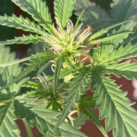 Unknown strain growlog photo: 1st pics in a couple of days.   Budding is REALLY moving fast now.