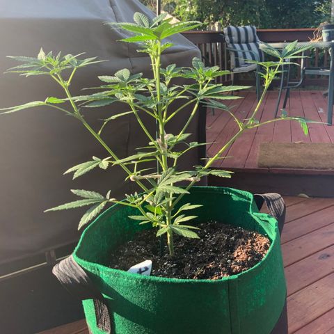 Unknown strain growlog photo: 1st pics in a couple of days.   Budding is REALLY moving fast now.