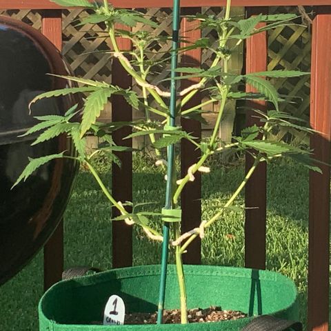 Unknown strain growlog photo: 1st pics in a couple of days.   Budding is REALLY moving fast now.