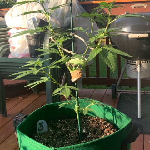 Unknown strain growlog timeline photo