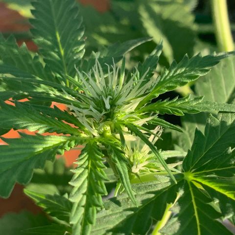 Unknown strain growlog timeline photo