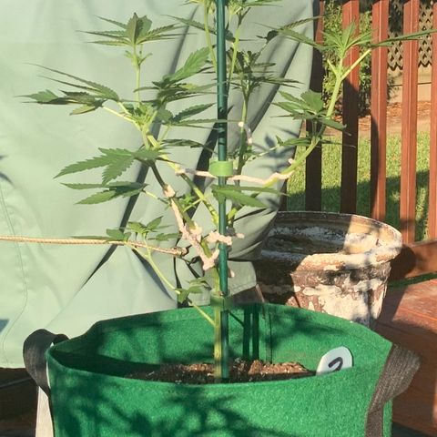 Unknown strain growlog timeline photo