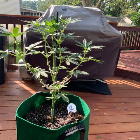 Unknown strain growlog photo: This is their 1st FULL feeding!