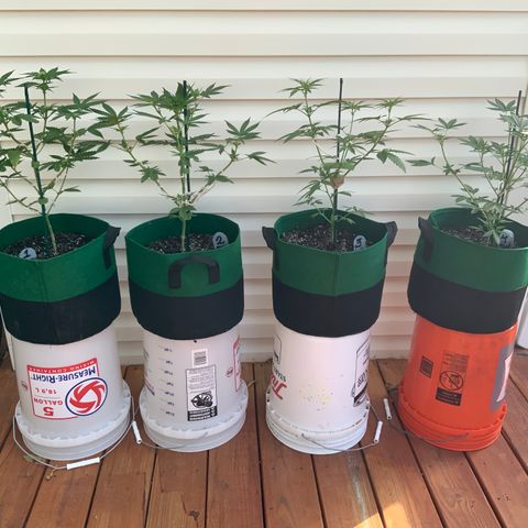 Unknown strain growlog photo: This is their 1st FULL feeding!