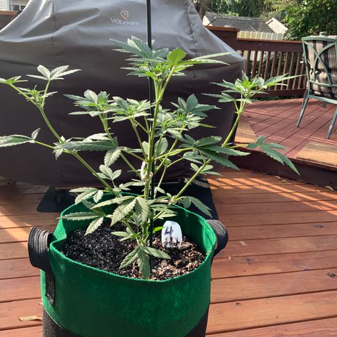 Unknown strain growlog photo: This is their 1st FULL feeding!