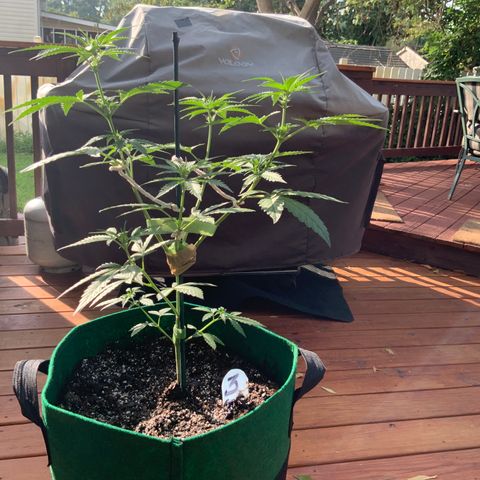 Unknown strain growlog photo: This is their 1st FULL feeding!