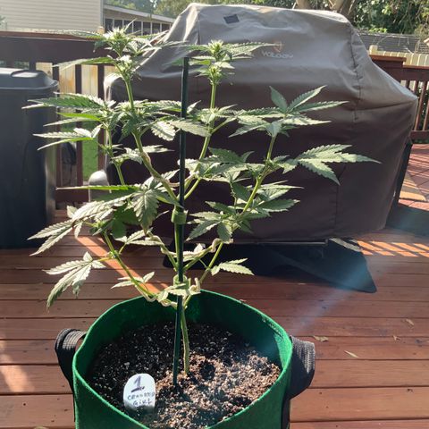 Unknown strain growlog photo: This is their 1st FULL feeding!