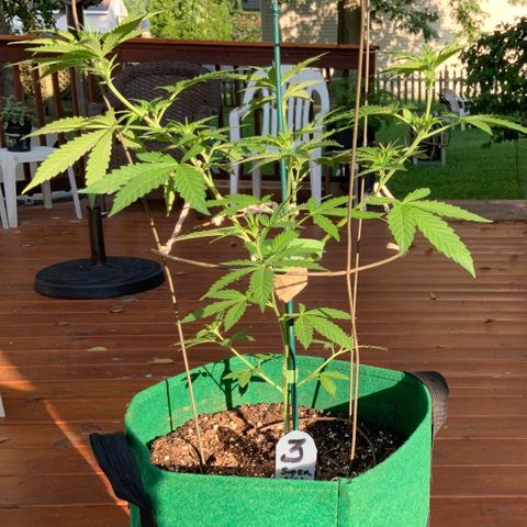 Unknown strain growlog timeline photo