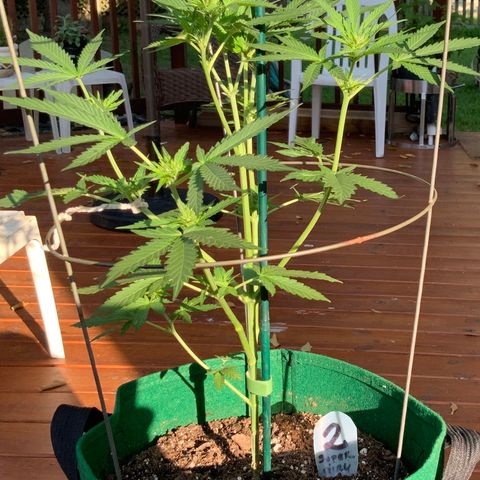 Unknown strain growlog timeline photo