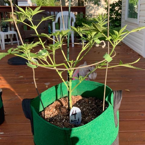 Unknown strain growlog timeline photo