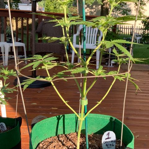 Unknown strain growlog photo: Feeding Day!