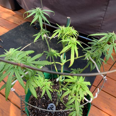 Unknown strain growlog photo: I’m a bit worried about #2.  It somehow needed water this morning.  The leaf started wilting, browning, and loosing color.  I gave it water, and some nutrients.  It seems to be responding.  I’ll keep an eye on it.