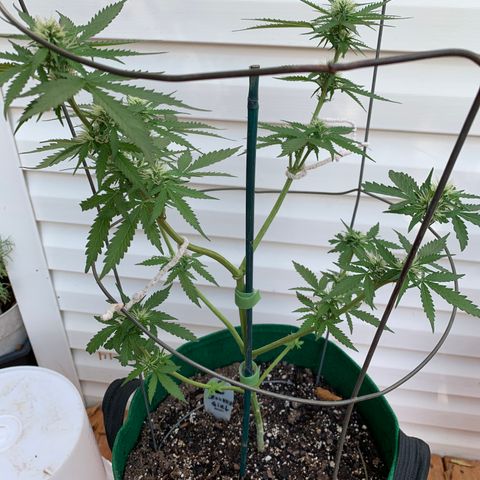 Unknown strain growlog photo: #1 is doing well.  