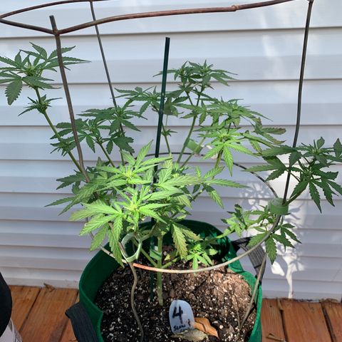 Unknown strain growlog photo: #4 also doing well. 