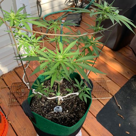 Unknown strain growlog photo: #3 Continuing to do well.