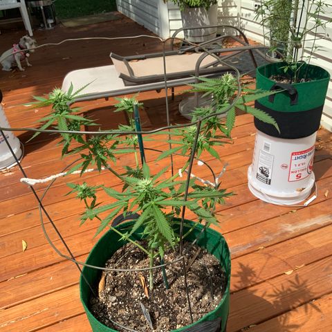 Unknown strain growlog timeline photo