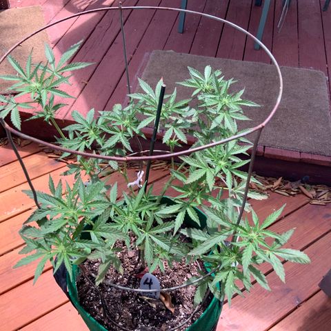 Unknown strain growlog timeline photo