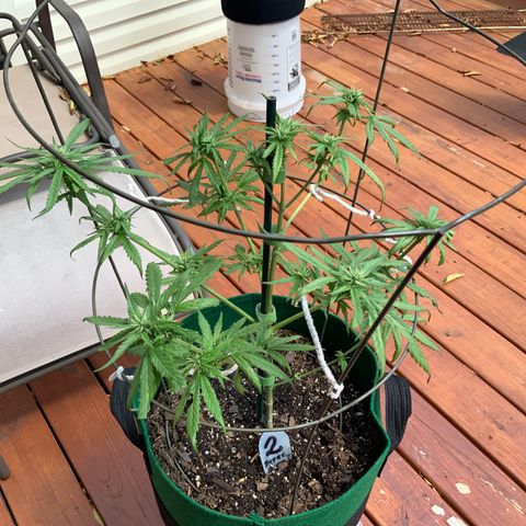 Unknown strain growlog timeline photo